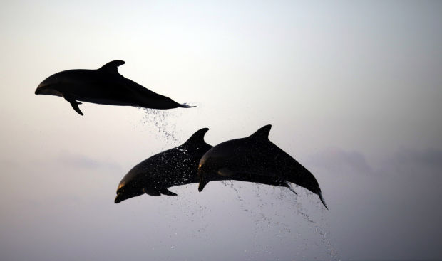 Japan Aquarium